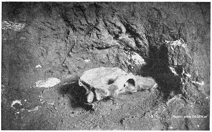 Schädel eines Höhlenbären in der Draachenhöhle bei Mixnitz, Steiermark
