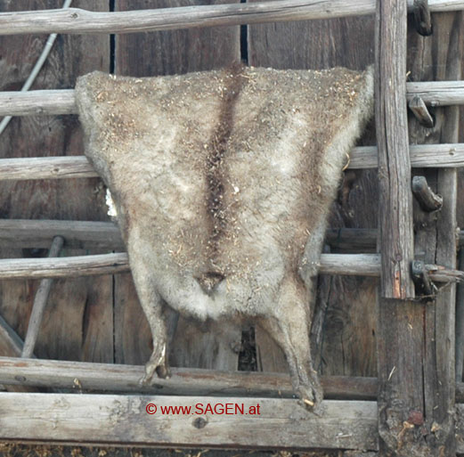 Katze in der Dusche? © www.SAGEN.at