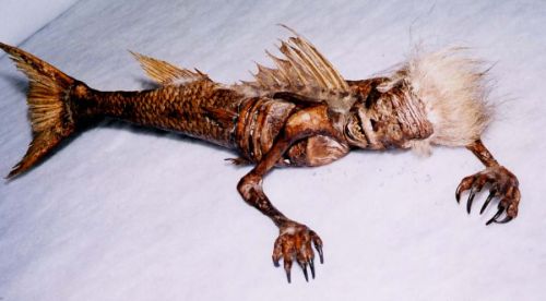 Mumifizierte Meerjungfrau gefunden