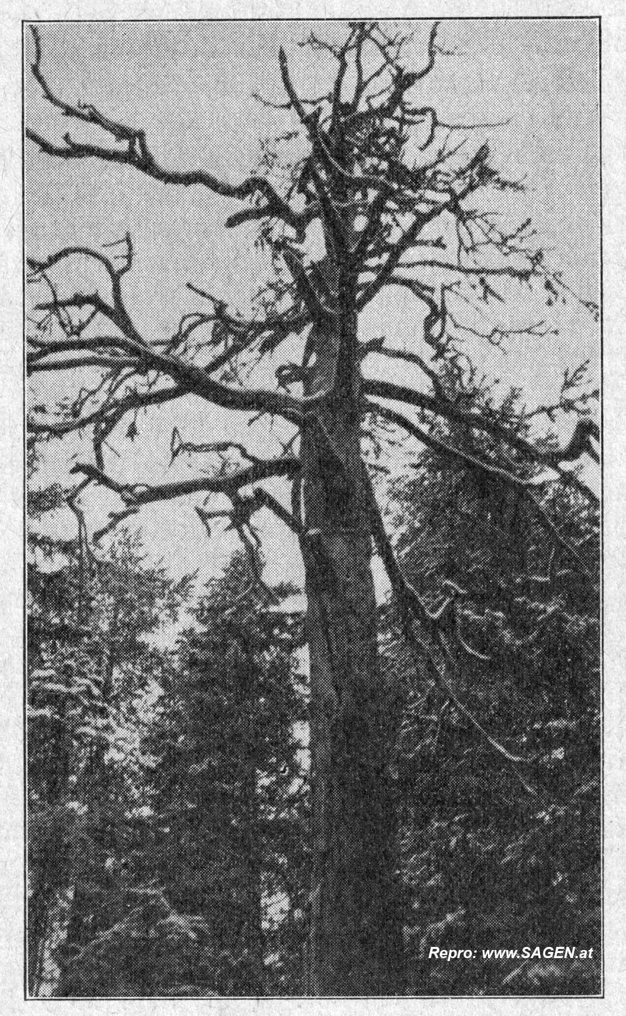 Franzosenbaum bei Nauders um 1934