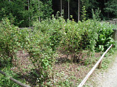 Ribiselgarten im Lungau, Salzburg © Wolfgang Morscher