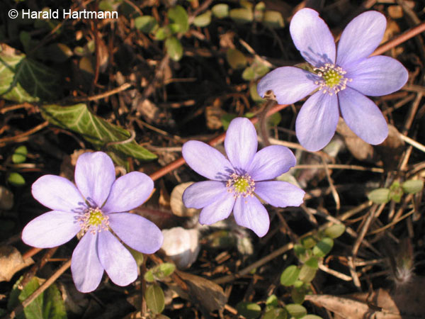 Leberblümchen © Harald Hartmann