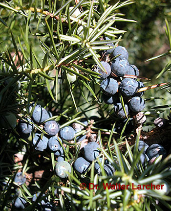 Wachholder-Beeren, © Walter Larcher