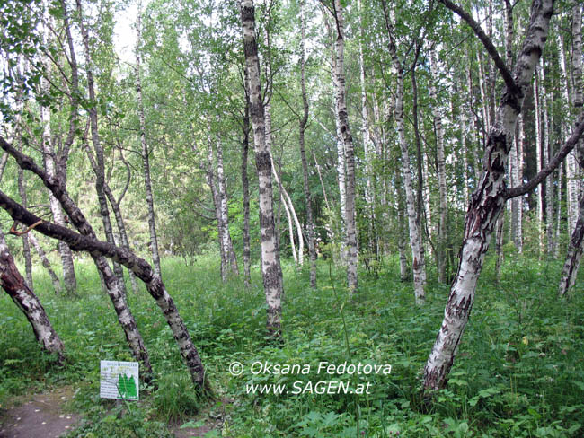 Karelische Birken im Naturschutzgebiet Kiwatsch, Russland © Oksana Fedotova
