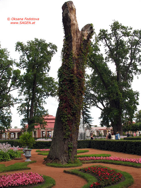 Von Katharina II. gepflanzte Eiche im Monplaisir-Garten, Peterhof © Oksana Fedotova