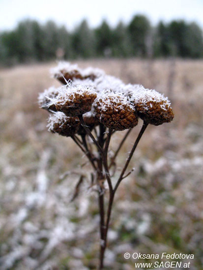 Rainfarn mit Reif, Pineshje © Oksana Fedotova 