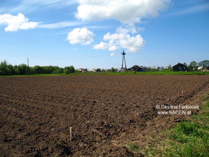 Kartoffelacker, Wosnesenje, Archangelsk, Russland © Oksana Fedotova, www.sagen.at