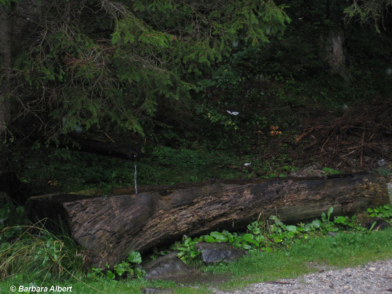 Weißpriach, "Kaltes Bründl" © Barbara Albert