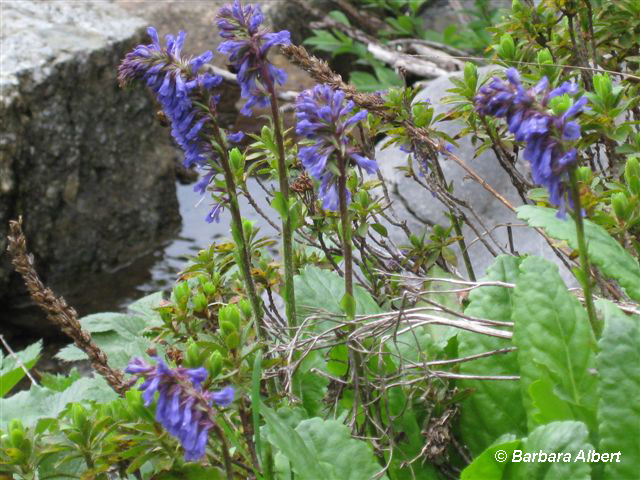 Wulfenia am Nassfeld © Barbara Albert