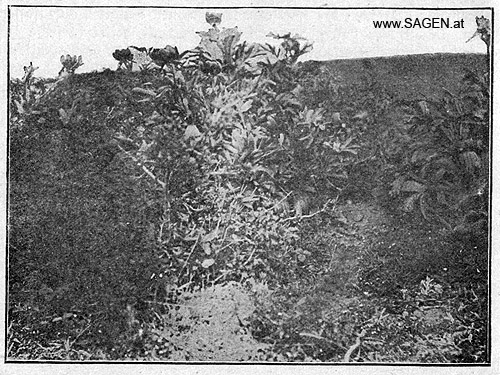 Amselfeld; Sagenpflanzen