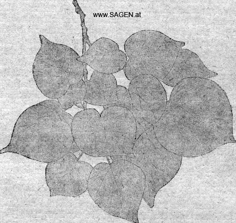 Blattmosaik der Linde, Sagenpflanzen
