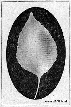 Franzosenkraut, Sagenpflanzen