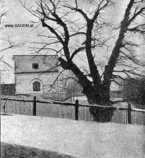 Die Kaiserlinde, Sagenpflanzen