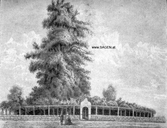 Die alte Linde von Neuenstadt, Sagenpflanzen