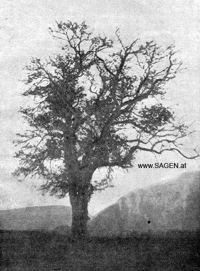 Lindenbaum auf dem Walserfelde, Sagenpflanzen