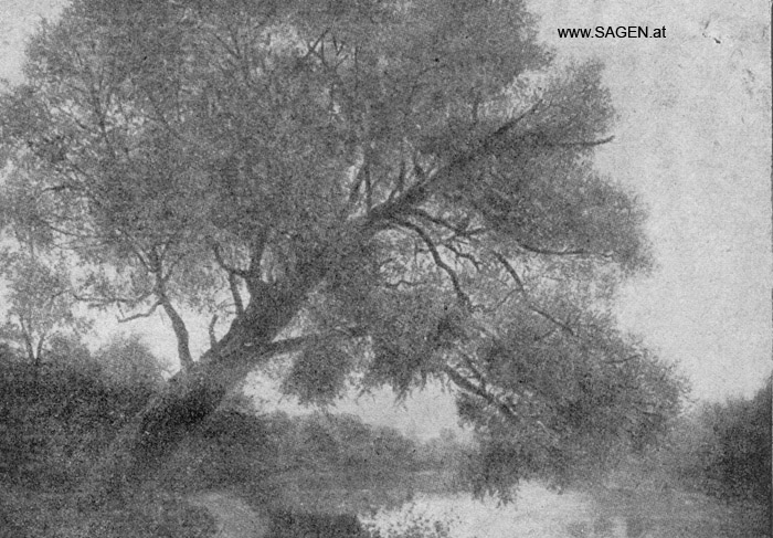 Weidenbaum, Sagenpflanzen