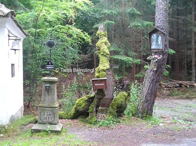 Die g’peckte Buche © Tanja Beinstingl