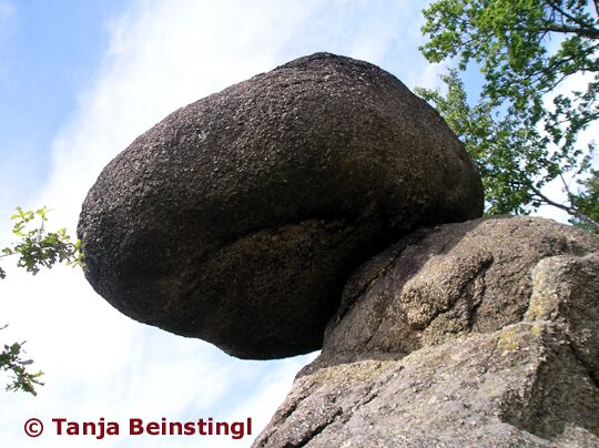Schwammerling © Tanja Beinstingl