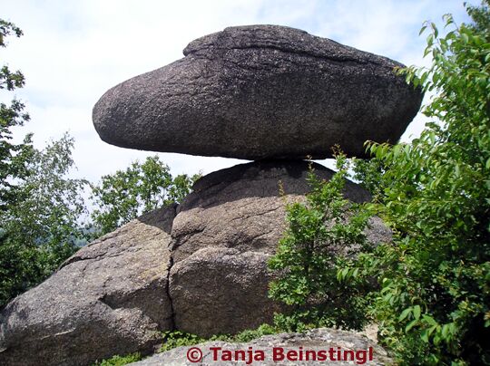 Schwammerling © Tanja Beinstingl