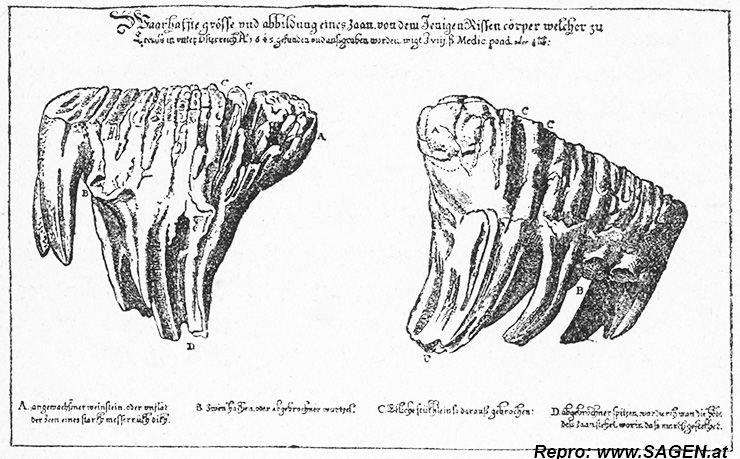 Backenzahn des Kremser Riesen