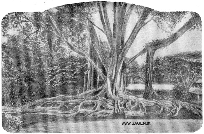 Gummibaum, Sagenpflanzen