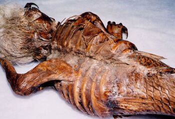 Mumifizierte Meerjungfrau gefunden