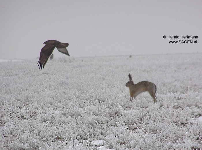 Falke und Hase © Harald Hartmann