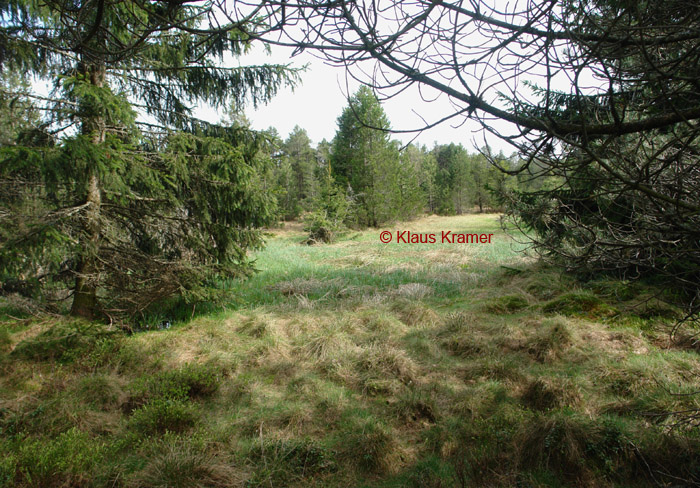 Blindensee Moor © Klaus Kramer