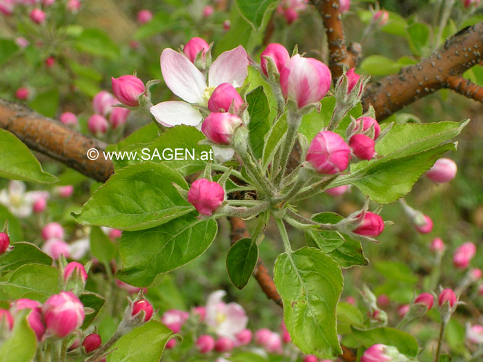 Apfelblüten © Berit Mrugalska