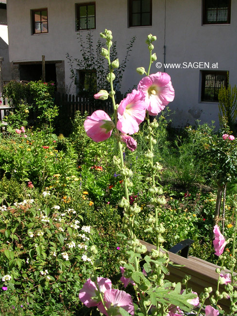 Klostergarten Karthaus © Berit Mrugalska