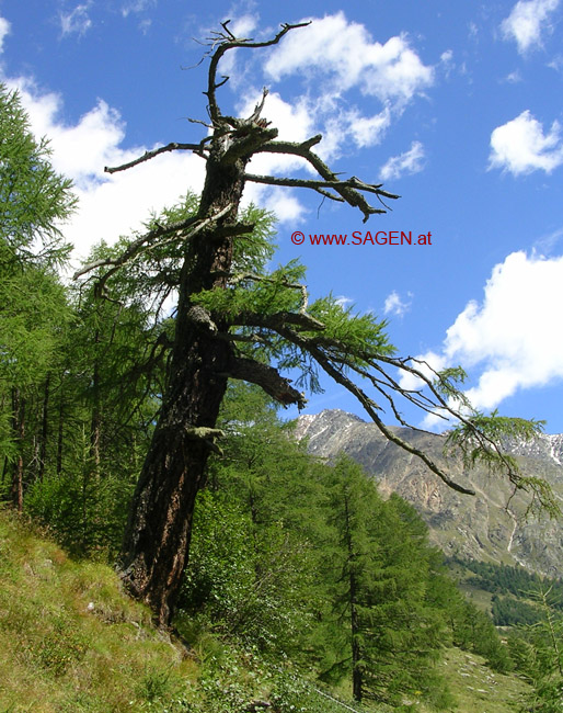 Knorriger Baum im Pfossental © Berit Mrugalska
