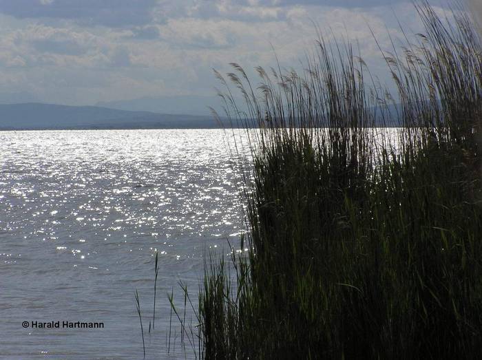 Schilfmandl Neusiedlersee © Harald Hartmann
