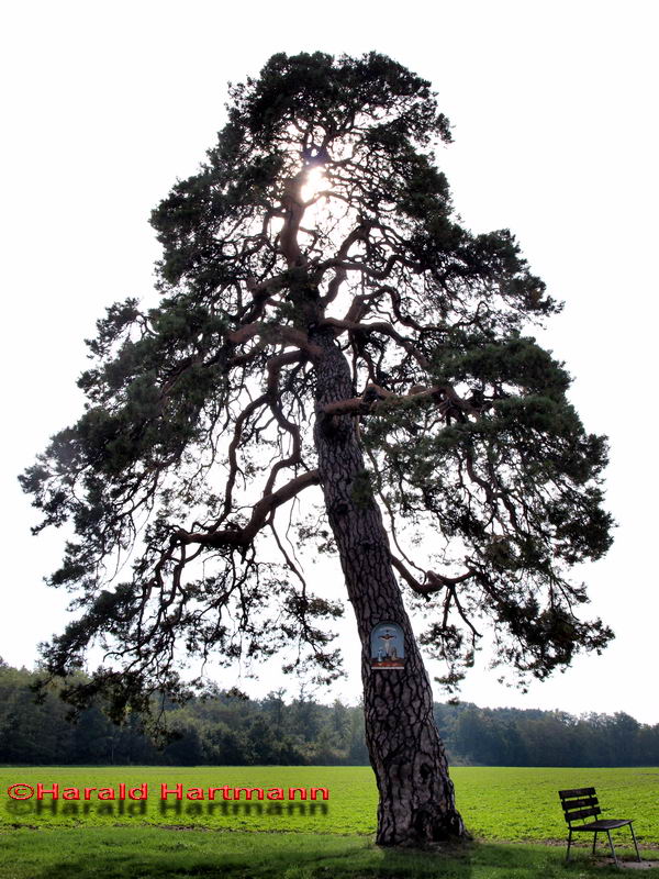 Bildföhre im Marchfeld © Harald Hartmann