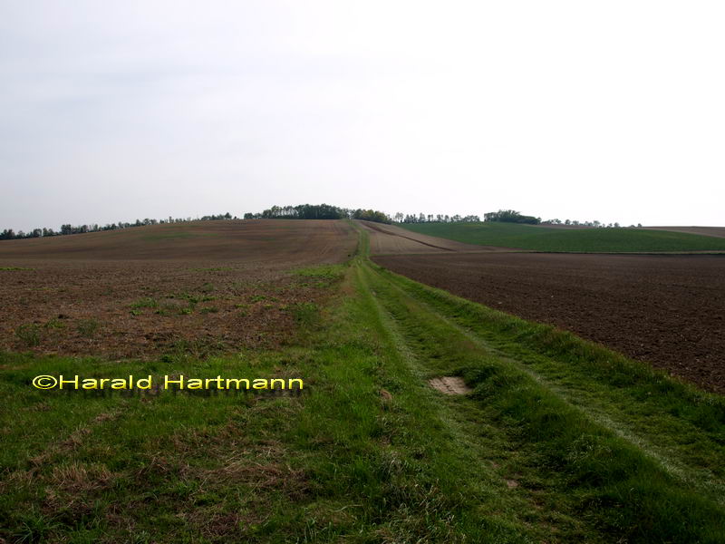 Tumulus, Wilfersdorf © Harald Hartmann