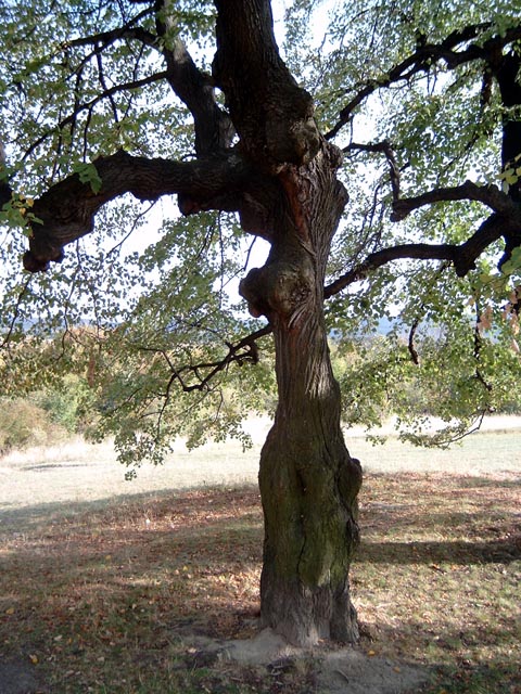 Baum am Hundsheimer Berg, © Mortimer Müller