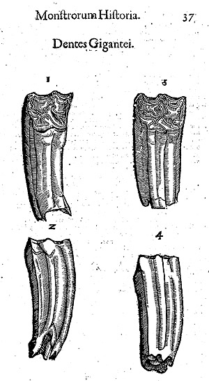 Risenzähne, Dentes Gigantei