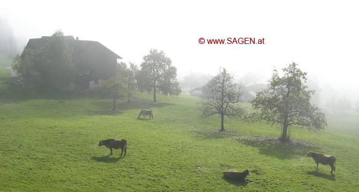 Kühe im Nebel © Berit Mrugalska