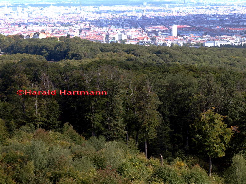 Gemeindewald im 16. Bezirk © Harald Hartmann