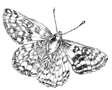 Schmetterling, Gabriele Özelt
